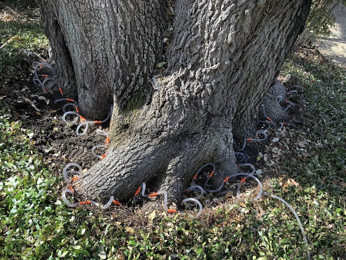 Detailed Tree Cabling and Bracing job site in La Crosse
