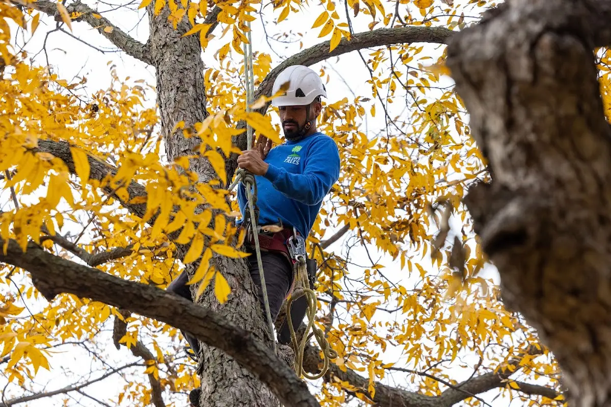 Skilled Storm Damage Cleanup crew working in La Crosse